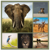 Square collage canvas prints from Germotte  featuring photos of safari animals, including lions, elephants, giraffes, bird, and zebras, arranged in a modern and stylish design.