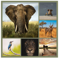 Square canvas collage prints featuring a majestic elephant, diverse wildlife, and serene landscapes.