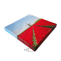 Canvas prints on stretch bars showcasing vibrant red tulips and a windmill against a blue sky, 3/4 inch depth.