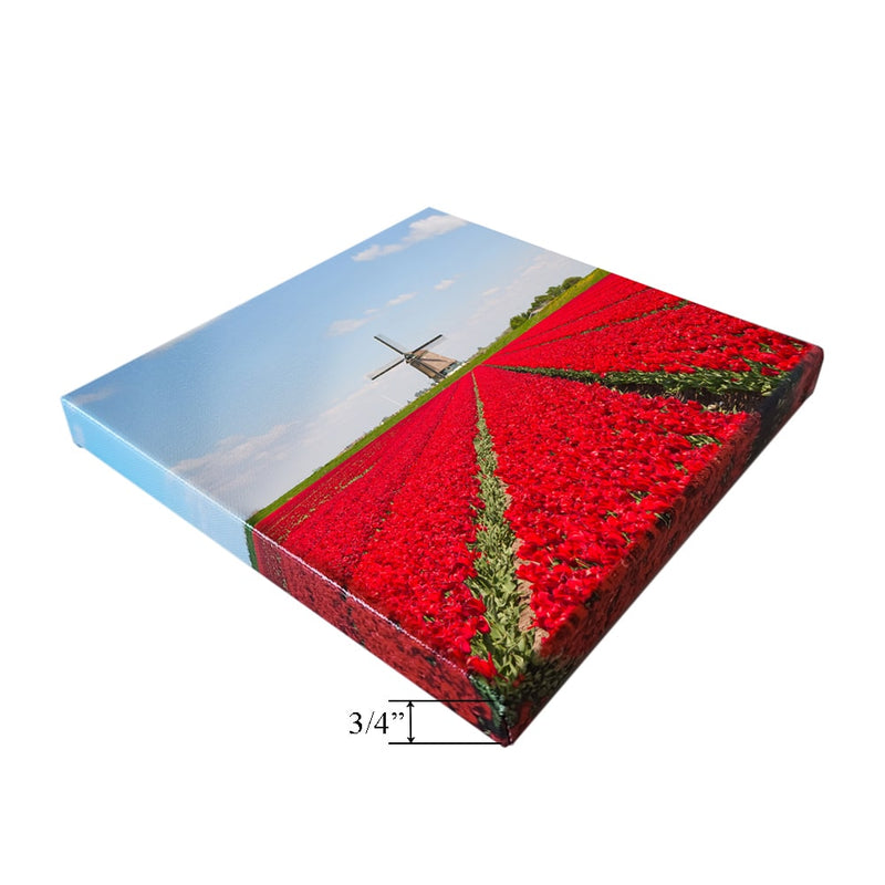 Canvas prints on stretch bars showcasing vibrant red tulips and a windmill against a blue sky, 3/4 inch depth.