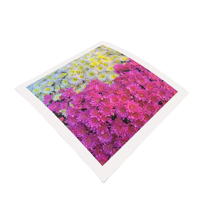 Ultrasmooth Fine Art Paper Prints featuring vibrant yellow and pink flowers in a close-up view.