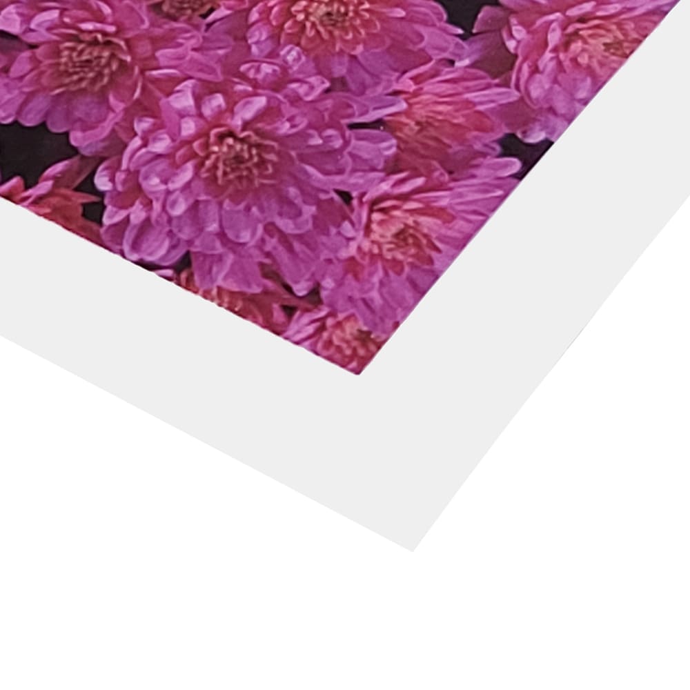 Detail of ultrasmooth fine art paper prints featuring vibrant pink chrysanthemum flowers.