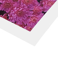 Detail of ultrasmooth fine art paper prints featuring vibrant pink chrysanthemum flowers.
