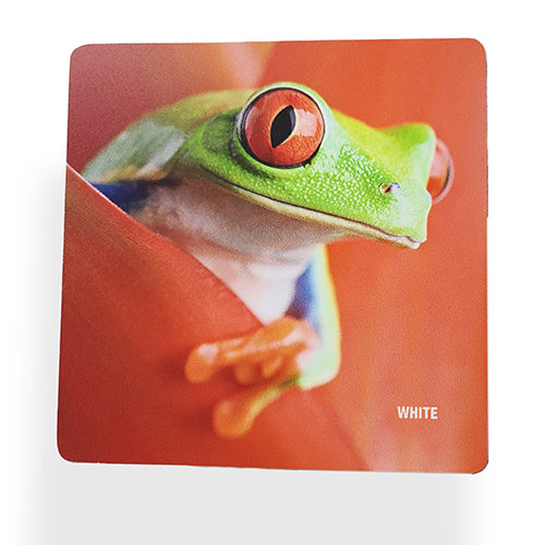 Close-up of a green tree frog with red eyes peeking out from a vibrant flower petal.